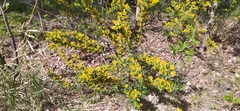 Chamaecytisus ruthenicus