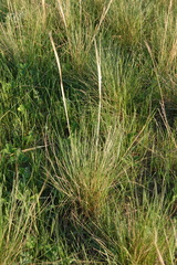 Stipa capillata