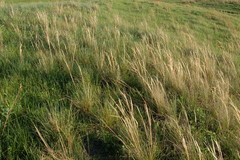 Stipa capillata