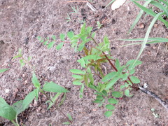 Astragalus canadensis