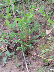 Astragalus canadensis