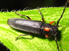Phytoecia rufiventris