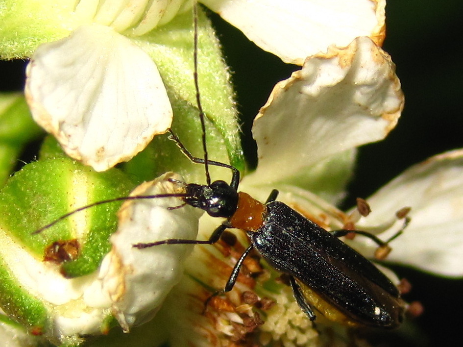 Oedemera lucidicollis
