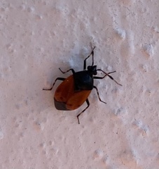 Deraeocoris rutilus