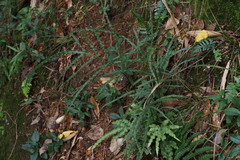 Pteris cretica