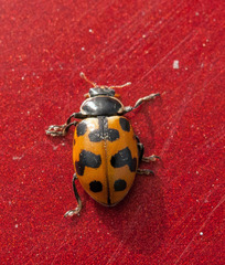 Hippodamia septemmaculata