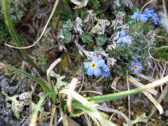 Eritrichium argenteum