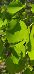 Populus tremula