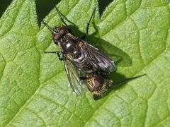 Rhinomorinia sarcophagina