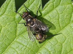 Rhinomorinia sarcophagina