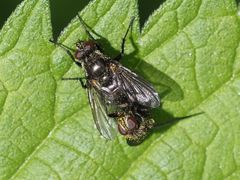 Rhinomorinia sarcophagina