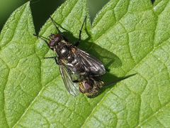 Rhinomorinia sarcophagina