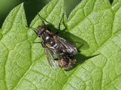 Rhinomorinia sarcophagina