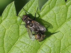 Rhinomorinia sarcophagina