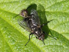 Rhinomorinia sarcophagina