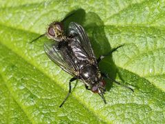 Rhinomorinia sarcophagina