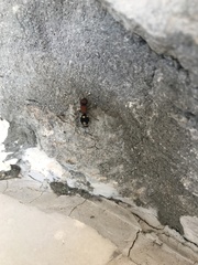 Ronisia brutia
