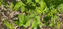 Rubus idaeus