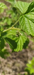 Rubus idaeus