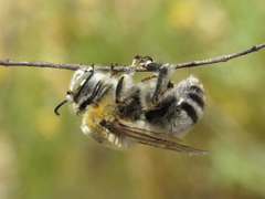 Anthophora quadrimaculata