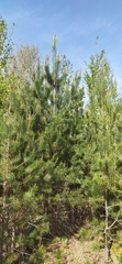 Pinus sylvestris