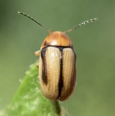 Cryptocephalus fulvus