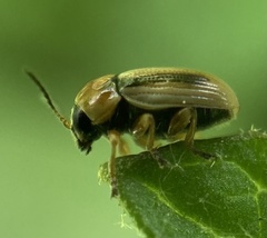 Cryptocephalus fulvus
