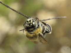 Anthophora quadrimaculata