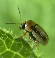 Cryptocephalus fulvus