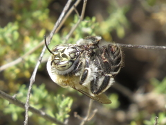 Anthophora quadrimaculata