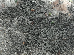 Phaeophyscia nigricans