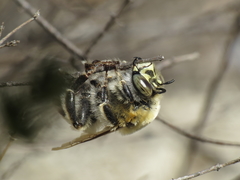 Anthophora quadrimaculata