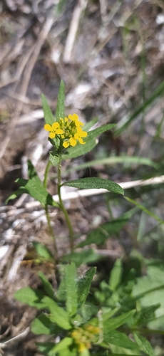 Image of Erysimum marschallianum by no rights reserved