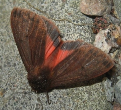 Phragmatobia assimilans