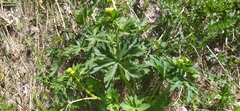 Trollius europaeus