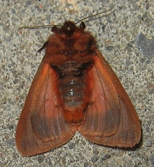 Phragmatobia assimilans