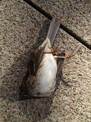 Zonotrichia albicollis