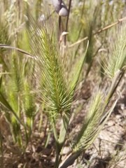 Hordeum geniculatum