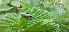 Oedemera virescens