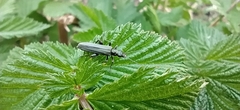 Oedemera virescens