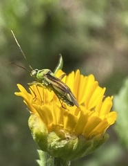 Closterotomus