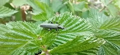 Oedemera virescens