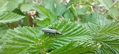 Oedemera virescens