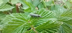 Oedemera virescens