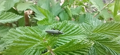 Oedemera virescens