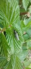 Oedemera virescens