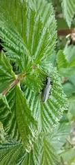 Oedemera virescens