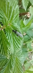 Oedemera virescens