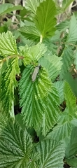 Oedemera virescens