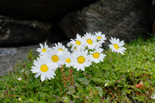 Leucanthemopsis